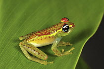 Central Bright-eyed Frog (Boophis rappiodes), Andasibe-Mantadia National Park, Madagascar
