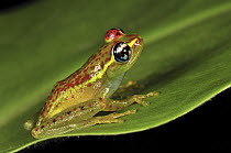 Central Bright-eyed Frog (Boophis rappiodes), Andasibe-Mantadia National Park, Madagascar
