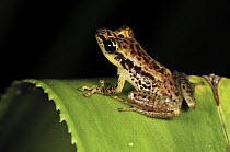 Sainte Marie Madagascar Frog (Guibemantis bicalcaratus) on palm, Andasibe-Mantadia National Park, Madagascar