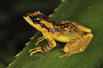 Blommers' Madagascar Frog (Guibemantis flavobrunneus) male, Andasibe-Mantadia National Park, Madagascar