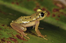 Spotted Madagascar Reed Frog (Heterixalus punctatus), Andasibe-Mantadia National Park, Madagascar