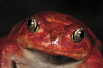 Tomato Frog (Dyscophus antongilii) very rare in nature, only found in the town of Maroantsetra, Madagascar