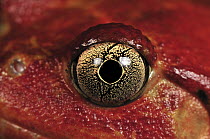 Tomato Frog (Dyscophus antongilii) eye, very rare in nature, only found in the town of Maroantsetra, Madagascar