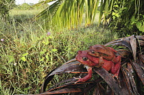Tomato Frog (Dyscophus antongilii) pair in amplexus, very rare, only found in town of Maroantsetra, Madagascar