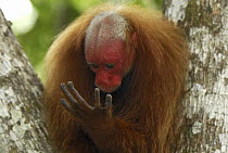 Red Bald-headed Uakari (Cacajao calvus rubicundus) looking at hand, Peru