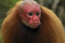 Red Bald-headed Uakari (Cacajao calvus rubicundus) portrait, Peru
