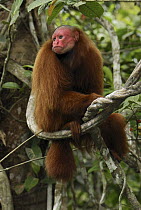 Red Bald-headed Uakari (Cacajao calvus rubicundus) sitting in tree, Peru