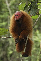 Red Bald-headed Uakari (Cacajao calvus rubicundus) sitting in tree, Peru