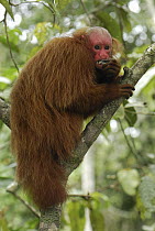 Red Bald-headed Uakari (Cacajao calvus rubicundus) eating, Peru