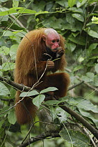 Red Bald-headed Uakari (Cacajao calvus rubicundus) eating, Peru