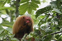 Red Bald-headed Uakari (Cacajao calvus rubicundus) eating in canopy, Peru