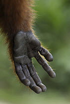 Red Bald-headed Uakari (Cacajao calvus rubicundus) hand, Peru