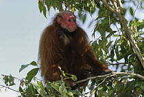 Red Bald-headed Uakari (Cacajao calvus rubicundus) sittin in canopy, Peru