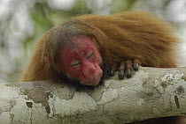 Red Bald-headed Uakari (Cacajao calvus rubicundus) sleeping, Peru