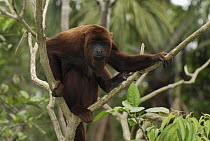 Red Howler Monkey (Alouatta seniculus) sitting in tree, Peru