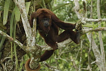 Red Howler Monkey (Alouatta seniculus) sitting in tree, Peru