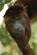 Red Howler Monkey (Alouatta seniculus) portrait, Peru