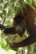 Red Howler Monkey (Alouatta seniculus) portrait, Peru