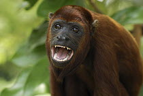 Red Howler Monkey (Alouatta seniculus) calling, Peru