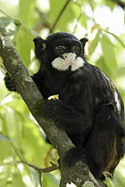 Spix's Moustached Tamarin (Saguinus mystax) in tree, Pacaya Samiria National Park, Peru