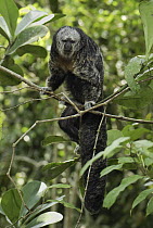 Monk Saki (Pithecia monachus), Pacaya Samiria National Park, Peru
