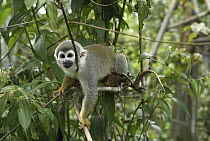 South American Squirrel Monkey (Saimiri sciureus), Iquitos, Peru