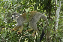 South American Squirrel Monkey (Saimiri sciureus) in rainforest, Iquitos, Peru