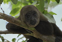 Humboldt's Woolly Monkey (Lagothrix lagotricha) resting, Amacayacu National Park, Colombia