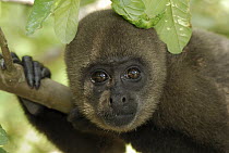 Humboldt's Woolly Monkey (Lagothrix lagotricha) portrait, Amacayacu National Park, Colombia