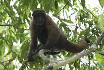 Humboldt's Woolly Monkey (Lagothrix lagotricha) in canopy, Amacayacu National Park, Colombia