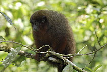 Coppery Titi (Callicebus cupreus) monkey, Amacayacu National Park, Colombia
