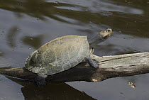 Savanna Side-necked Turtle (Podocnemis vogli) sunbathing, Colombia
