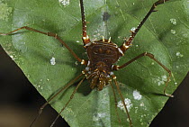 Harvestman (Cosmetidae) arachnid, Allpahuayo Mishana National Reserve, Peru