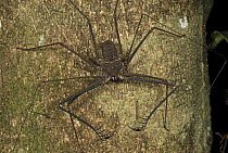 Whip Spider showing spiky pedipalps, Allpahuayo Mishana National Reserve, Peru
