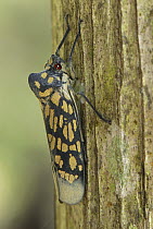 Fulgorid Planthopper (Fulgoridae) on tree trunk, Allpahuayo Mishana National Reserve, Peru
