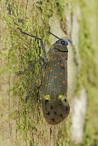 Fulgorid Planthopper (Enchophora sp) on tree trunk, Allpahuayo Mishana National Reserve, Peru