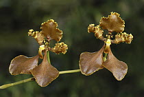 Orchid (Odontoglossum punctatum) flowers, Colombia