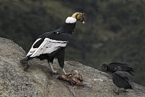 Andean Condor (Vultur gryphus) male with American Black Vultures (Coragyps atratus) trying to scavenge carrion, Purace National Park, Colombia