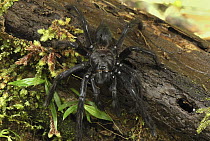 Tarantula (Avicularia sp) on log, Colombia