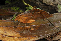 Dead Leaf Katydid (Orophus tessellatus) mimicking a dead leaf, Colombia