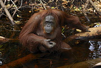 Orangutan (Pongo pygmaeus) female in water, Camp Leaky, Tanjung Puting National Park, Indonesia