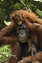Orangutan (Pongo pygmaeus) female with baby relaxing on her back, Camp Leaky, Tanjung Puting National Park, Indonesia
