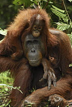 Orangutan (Pongo pygmaeus) female with baby relaxing on her back, Camp Leaky, Tanjung Puting National Park, Indonesia