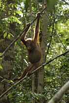 Orangutan (Pongo pygmaeus) juvenile hanging on lianas, Camp Leaky, Tanjung Puting National Park, Indonesia