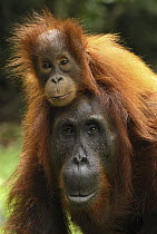 Orangutan (Pongo pygmaeus) female with baby on back, Camp Leaky, Tanjung Puting National Park, Indonesia