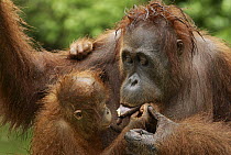 Orangutan (Pongo pygmaeus) female sharing food with baby, Camp Leaky, Tanjung Puting National Park, Indonesia