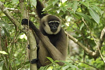 Agile Gibbon (Hylobates agilis), Camp Leaky, Tanjung Puting National Park, Indonesia