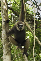 Agile Gibbon (Hylobates agilis) hanging in tree, Camp Leaky, Tanjung Puting National Park, Indonesia