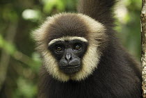 Agile Gibbon (Hylobates agilis) portrait, Camp Leaky, Tanjung Puting National Park, Indonesia