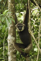 Agile Gibbon (Hylobates agilis) in rainforest tree, Camp Leaky, Tanjung Puting National Park, Indonesia